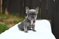 Bleu, a male French Bulldog for sale in Decatur, GA – 2 of 5