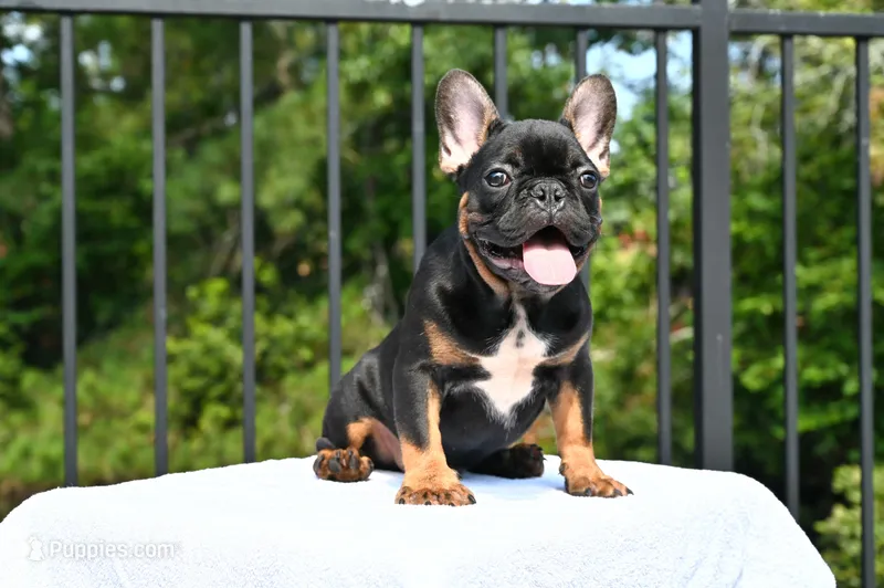 Isaiah – French Bulldog puppy for sale in Decatur, GA