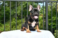 Winston, a male French Bulldog for sale in Decatur, GA – 5 of 7