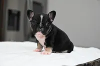 Poppy, a male French Bulldog for sale in Decatur, GA – 5 of 5
