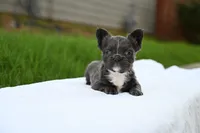 Storm, a female French Bulldog for sale in Decatur, GA – 2 of 4