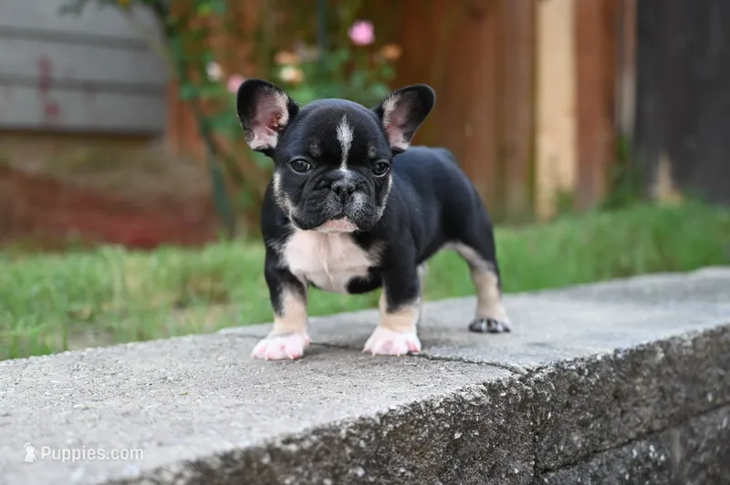 Poppy – French Bulldog puppy for sale in Decatur, GA