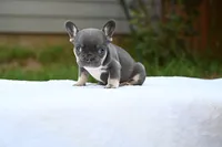 Pebbles, a female French Bulldog for sale in Decatur, GA – 3 of 4
