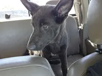 Henry, a male German Shepherd Dog for sale in Jackson, CA – 2 of 5