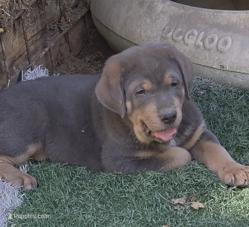 Male #1 – Spanish Mastiff puppy for sale in Ione, CA