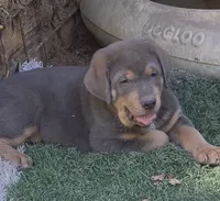Male #1, a male Spanish Mastiff for sale in Ione, CA – 1 of 3