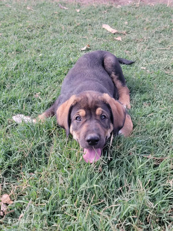 Wayne – Spanish Mastiff puppy for sale in Jackson, CA