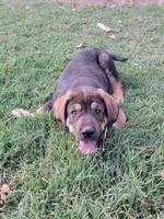 Wayne, a male Spanish Mastiff for sale in Jackson, CA – 1 of 4
