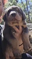Male #1, a male Spanish Mastiff for sale in Ione, CA – 3 of 3
