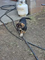 Jax, a male Spanish Mastiff for sale in Ione, CA – 2 of 3