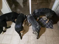 Mugsy, a male German Shepherd Dog for sale in Minden, NV – Photo 4 of 5