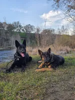 Mugsy, a male German Shepherd Dog for sale in Minden, NV – Photo 5 of 5