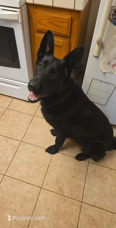 Mugsy – German Shepherd Dog puppy for sale in Minden, NV