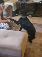 Mugsy, a male German Shepherd Dog for sale in Minden, NV – Photo 3 of 5