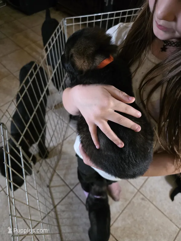 Orange male – German Shepherd Dog puppy for sale in Minden, NV