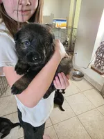 Orange male, a male German Shepherd Dog for sale in Minden, NV – Photo 2 of 2