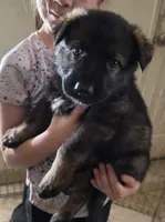 Orange male, a male German Shepherd Dog for sale in Ione, CA – Photo 1 of 3