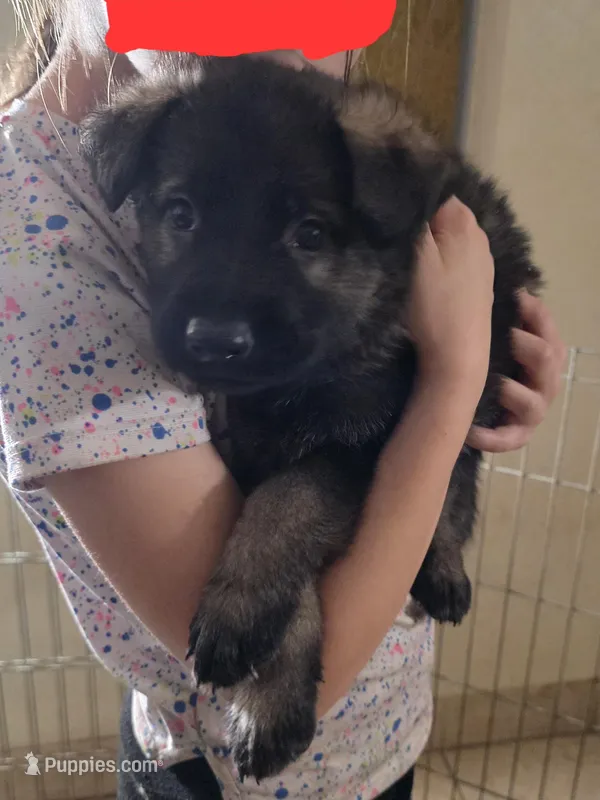 Red Male – German Shepherd Dog puppy for sale in Minden, NV
