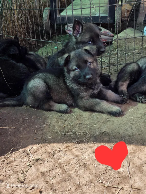 Red Male – German Shepherd Dog puppy for sale in Ione, CA