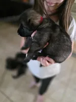 Red Male, a male German Shepherd Dog for sale in Minden, NV – Photo 2 of 3