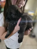 Red Male, a male German Shepherd Dog for sale in Minden, NV – Photo 1 of 3