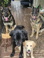 Daisy, a female Golden Retriever and Labrador Retriever for sale in Ione, CA – 3 of 3