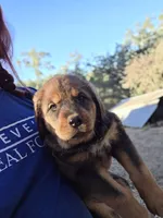 Gemma, a female Spanish Mastiff for sale in Ione, CA – 3 of 5