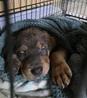 Male #1, a male Spanish Mastiff for sale in Ione, CA – 2 of 3