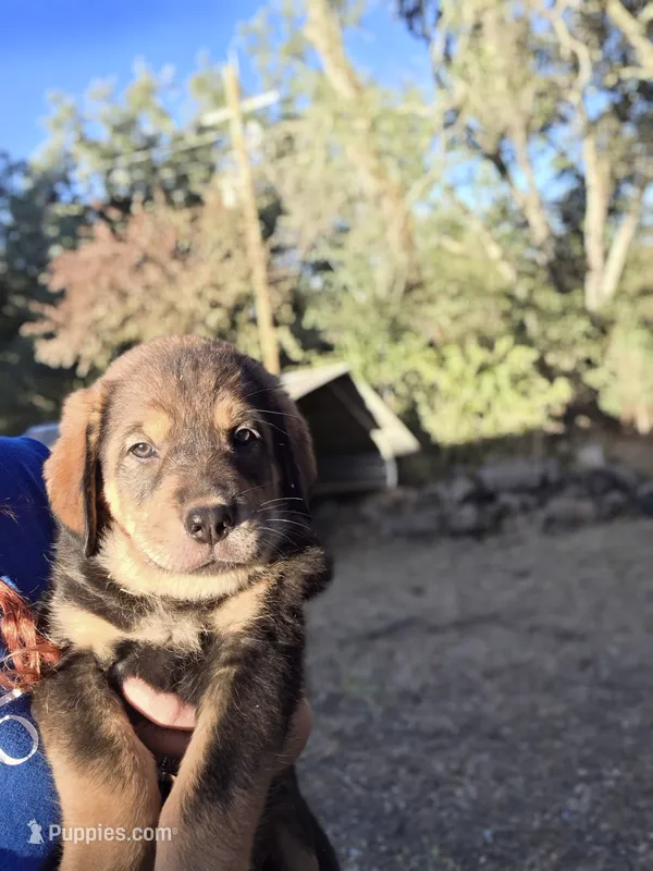 Tara – Spanish Mastiff puppy for sale in Ione, CA