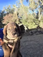 Tara, a female Spanish Mastiff for sale in Ione, CA – 1 of 3