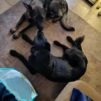 Liberty, a female German Shepherd Dog for sale in Minden, NV – Photo 4 of 5