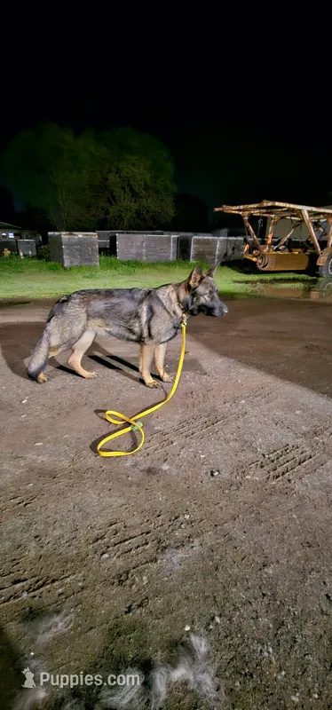 Liberty – German Shepherd Dog puppy for sale in Minden, NV
