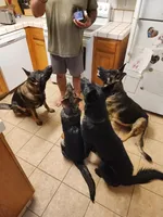 Liberty, a female German Shepherd Dog for sale in Minden, NV – Photo 5 of 5