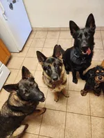 Liberty, a female German Shepherd Dog for sale in Minden, NV – Photo 3 of 5