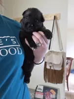Black Male, a male German Shepherd Dog for sale in Minden, NV – Photo 1 of 2