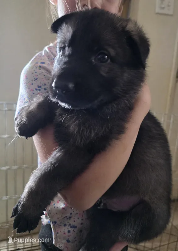 Black Male – German Shepherd Dog puppy for sale in Minden, NV