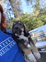 Jax, a male Spanish Mastiff for sale in Ione, CA – 1 of 3