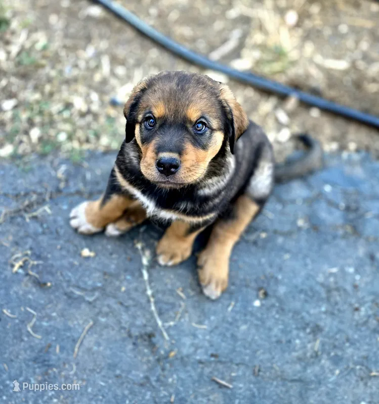 Molly – Spanish Mastiff puppy for sale in Ione, CA