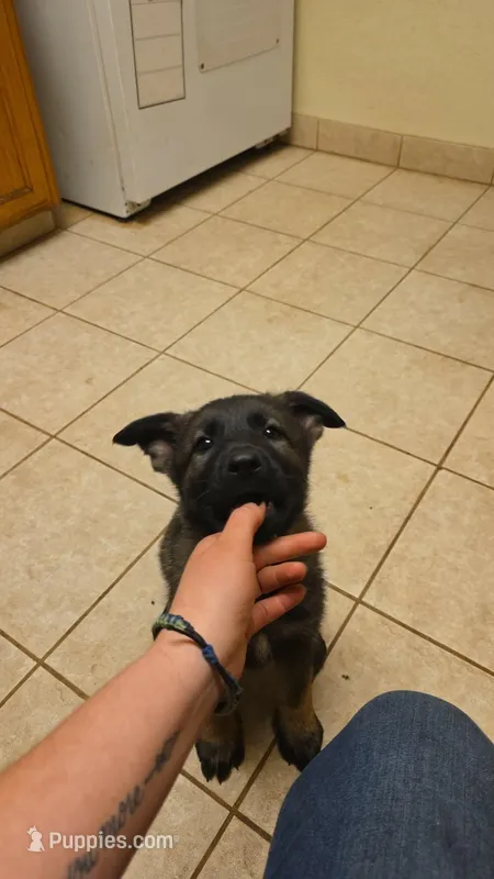 Red Male – German Shepherd Dog puppy for sale in Ione, CA