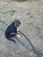 Jax, a male Spanish Mastiff for sale in Ione, CA – 3 of 3