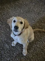 Daisy, a female Golden Retriever and Labrador Retriever for sale in Ione, CA – 1 of 3
