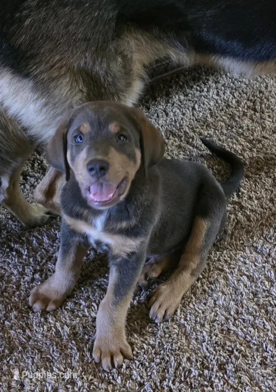 Opie – Spanish Mastiff puppy for sale in Jackson, CA