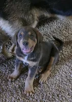 Opie, a male Spanish Mastiff for sale in Jackson, CA – 1 of 2