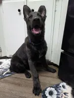 Henry, a male German Shepherd Dog for sale in Jackson, CA – 3 of 5