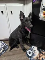 Henry, a male German Shepherd Dog for sale in Jackson, CA – 5 of 5