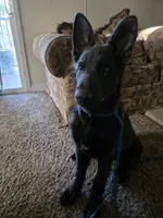 Henry, a male German Shepherd Dog for sale in Jackson, CA – 4 of 5