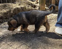 Female 1, a female Spanish Mastiff for sale in Ione, CA – 2 of 2
