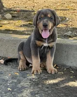 Opie, a male Spanish Mastiff for sale in Jackson, CA – 2 of 2