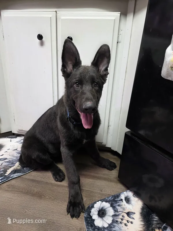 Henry – German Shepherd Dog puppy for sale in Jackson, CA