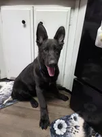 Henry, a male German Shepherd Dog for sale in Jackson, CA – 1 of 5